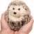 Douglas Spunky Hedgehog Plush Stuffed Animal